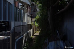 小道の向こう