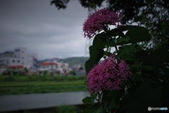 ボタンクサギのある風景