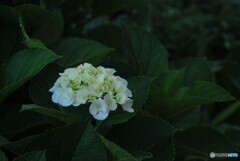 明け方のあじさい