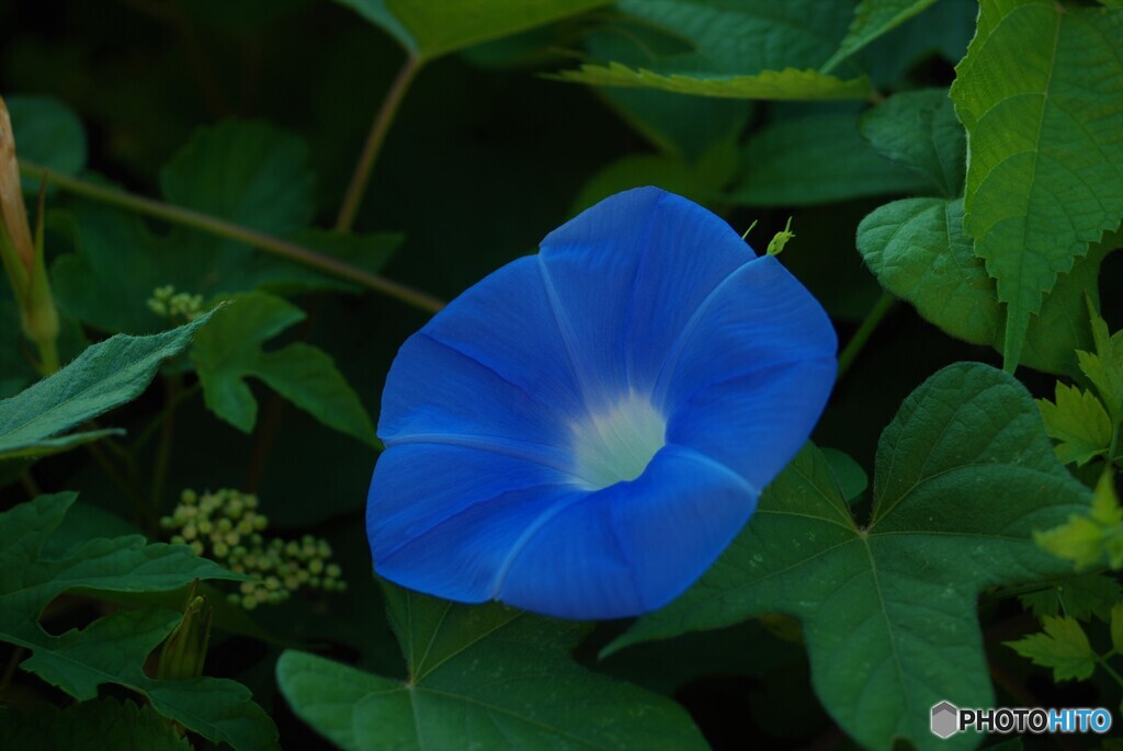 朝顔～