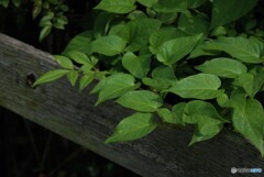はっぱ⤴