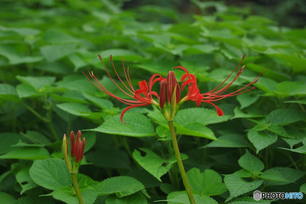 紅色の彼岸花