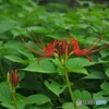 紅色の彼岸花