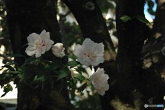 木陰のフヨウ