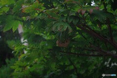雨の中でセミの抜け殻 発見