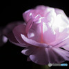 夜華