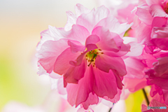 旬-八重桜