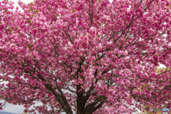 ピンク色の桜？