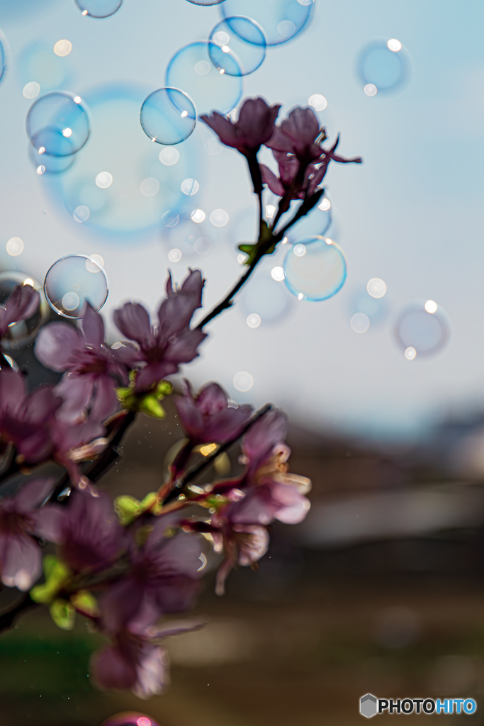 シャボン玉と桜