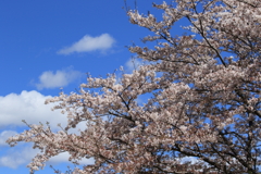 桜越しの青空
