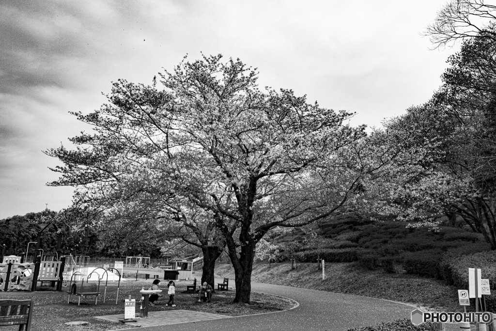 公園の桜