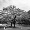 公園の桜