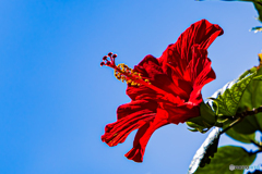 夏。開花