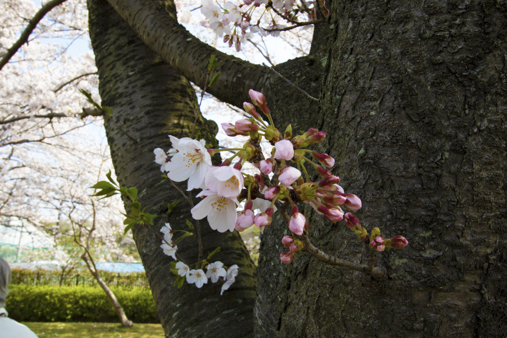 桜