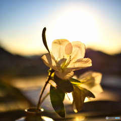 ツツジ、咲く。