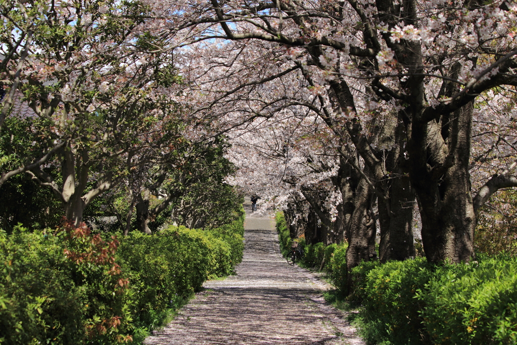 桜道