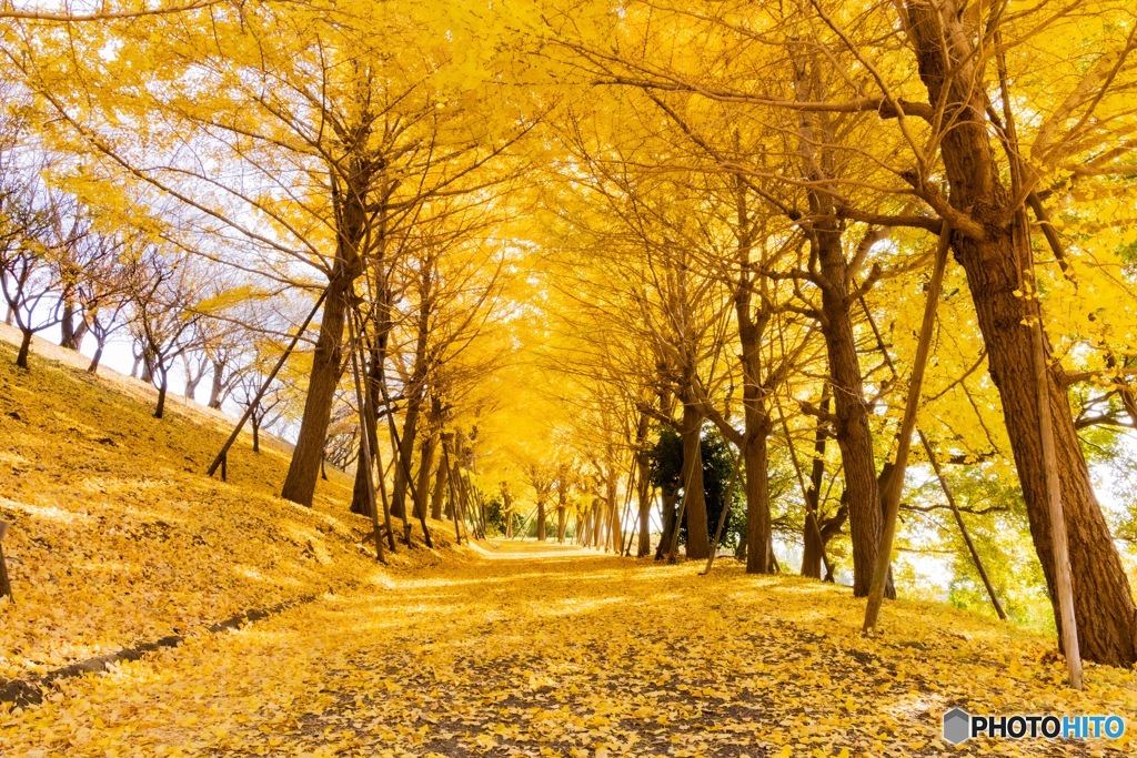 今年最後のイチョウ並木