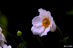 雨の日の秋明菊
