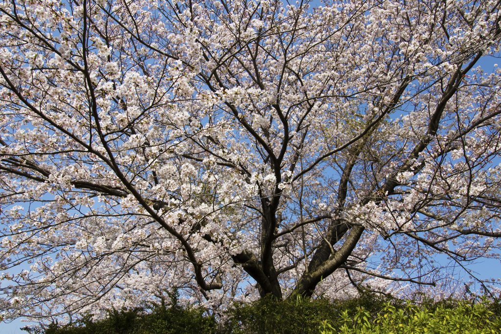 桜