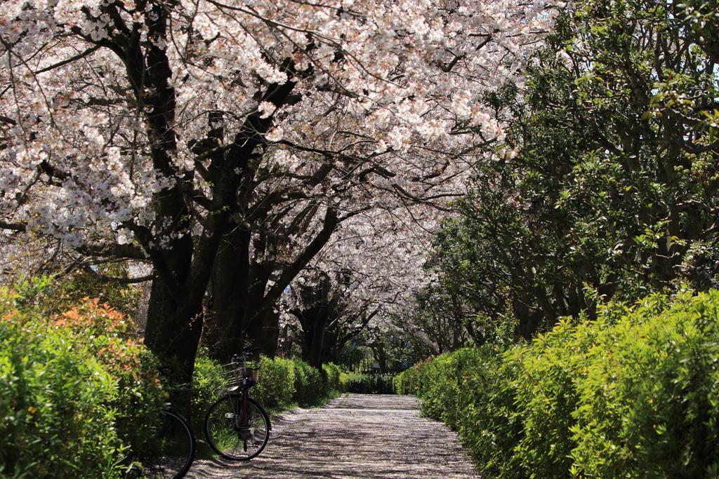 桜道