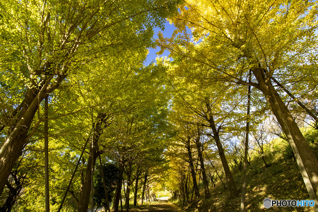 紅葉狩り