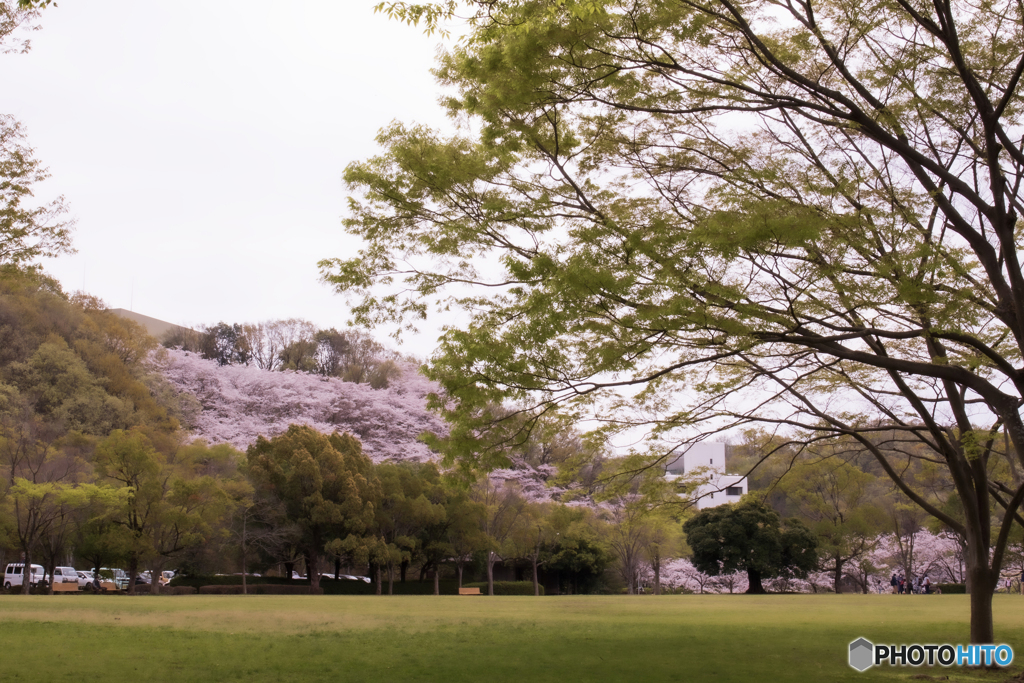 お花見