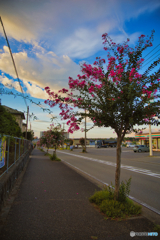 百日紅と空