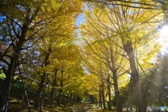 朝の陽射しを浴びて。