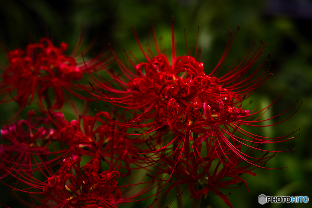 滴る花