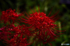 滴る花