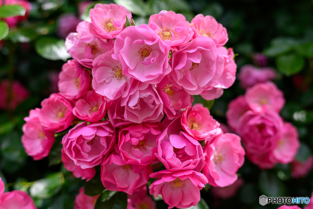 薔薇の季節