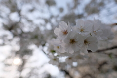 X-Pro2 20200322 144807