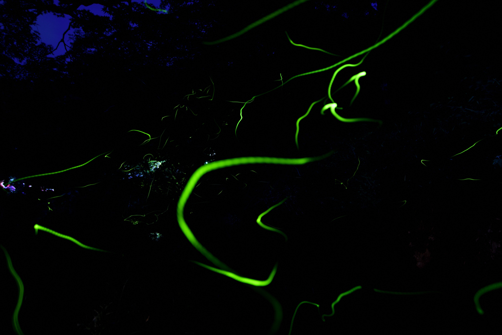 DSC_0879