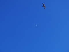 DSCF0734