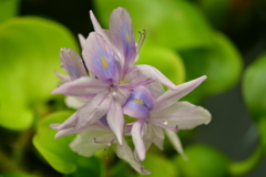 浮草の花  2