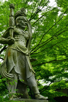 篠栗町 呑山観音寺 天王院のあおモミジ 3