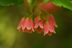 ドウダンツツジ