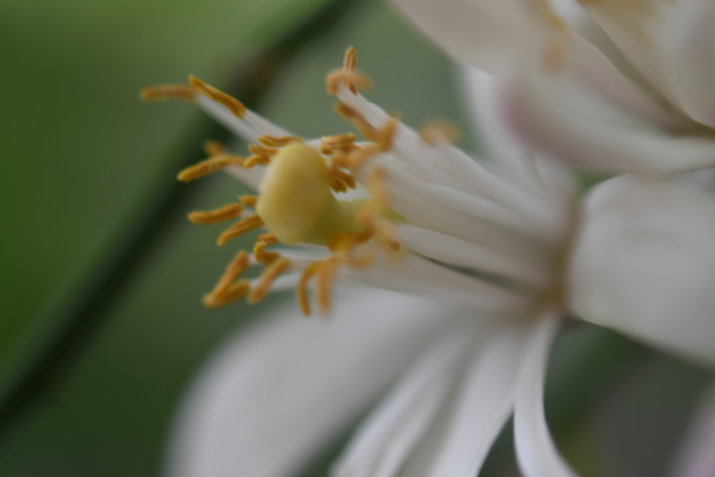 レモンの花　２
