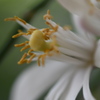 レモンの花　２