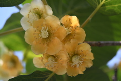 キュウイの花