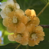 キュウイの花
