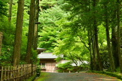 篠栗町 呑山観音寺 天王院のあおモミジ  1