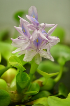 はじめて咲いた浮草の花
