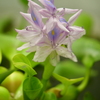 はじめて咲いた浮草の花