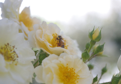 白バラとハチ