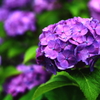 紫陽花 Ⅰ