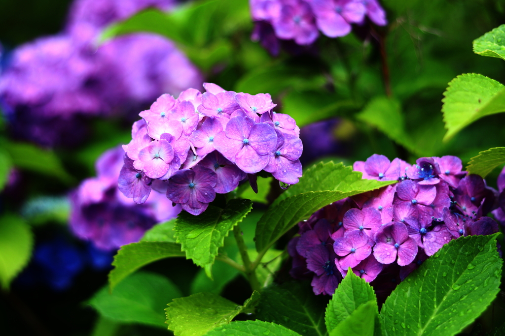 紫陽花 Ⅱ