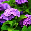 紫陽花 Ⅱ