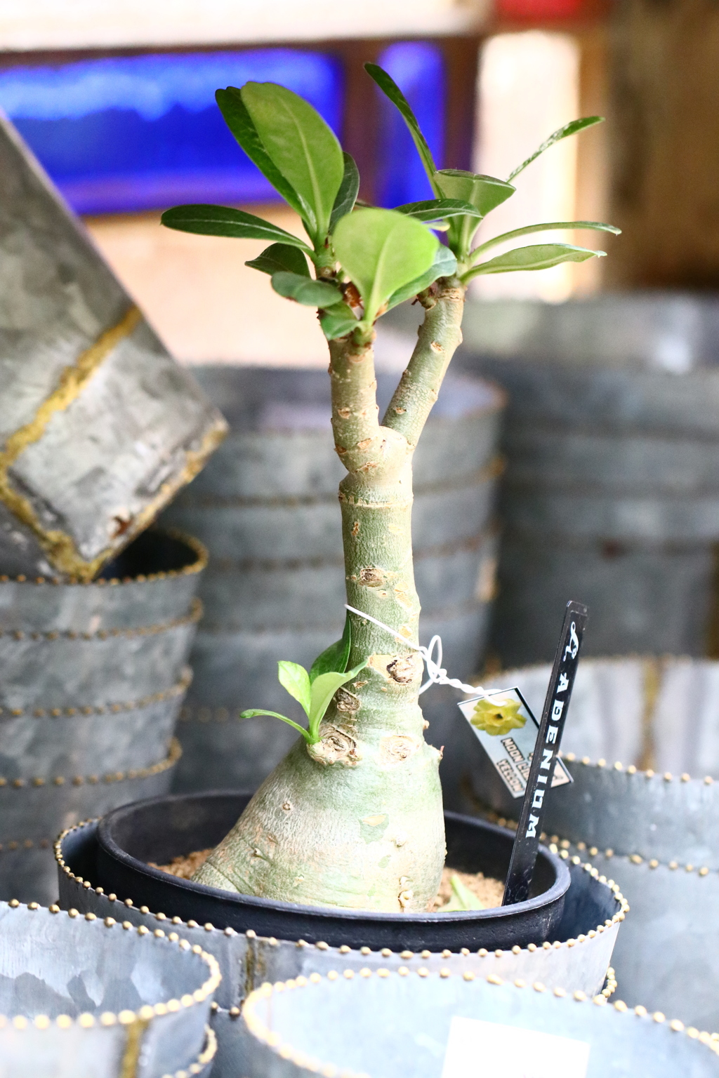 GREEN GARDEN 14