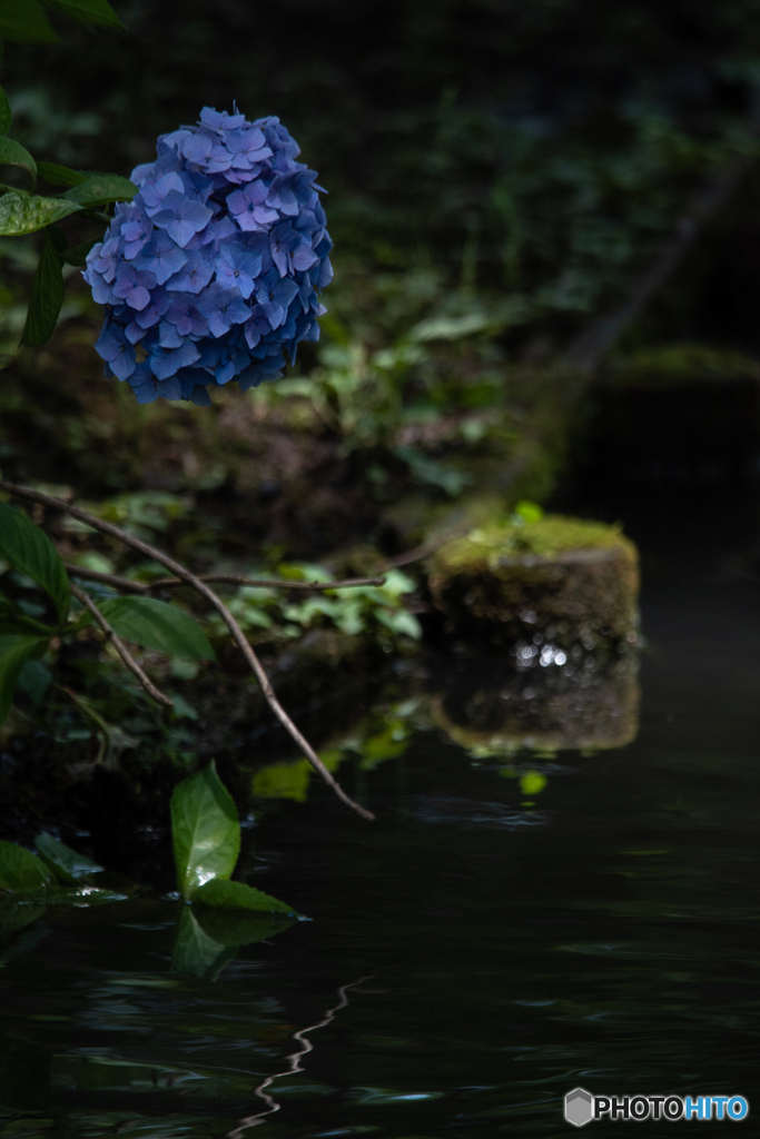 三渓園 紫陽花②